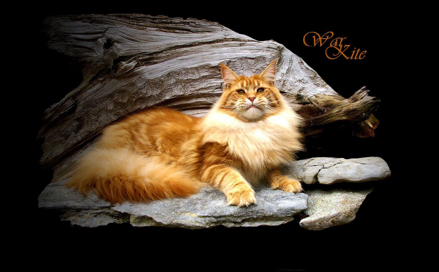 photo of a red tabby maine coon at eleven months old