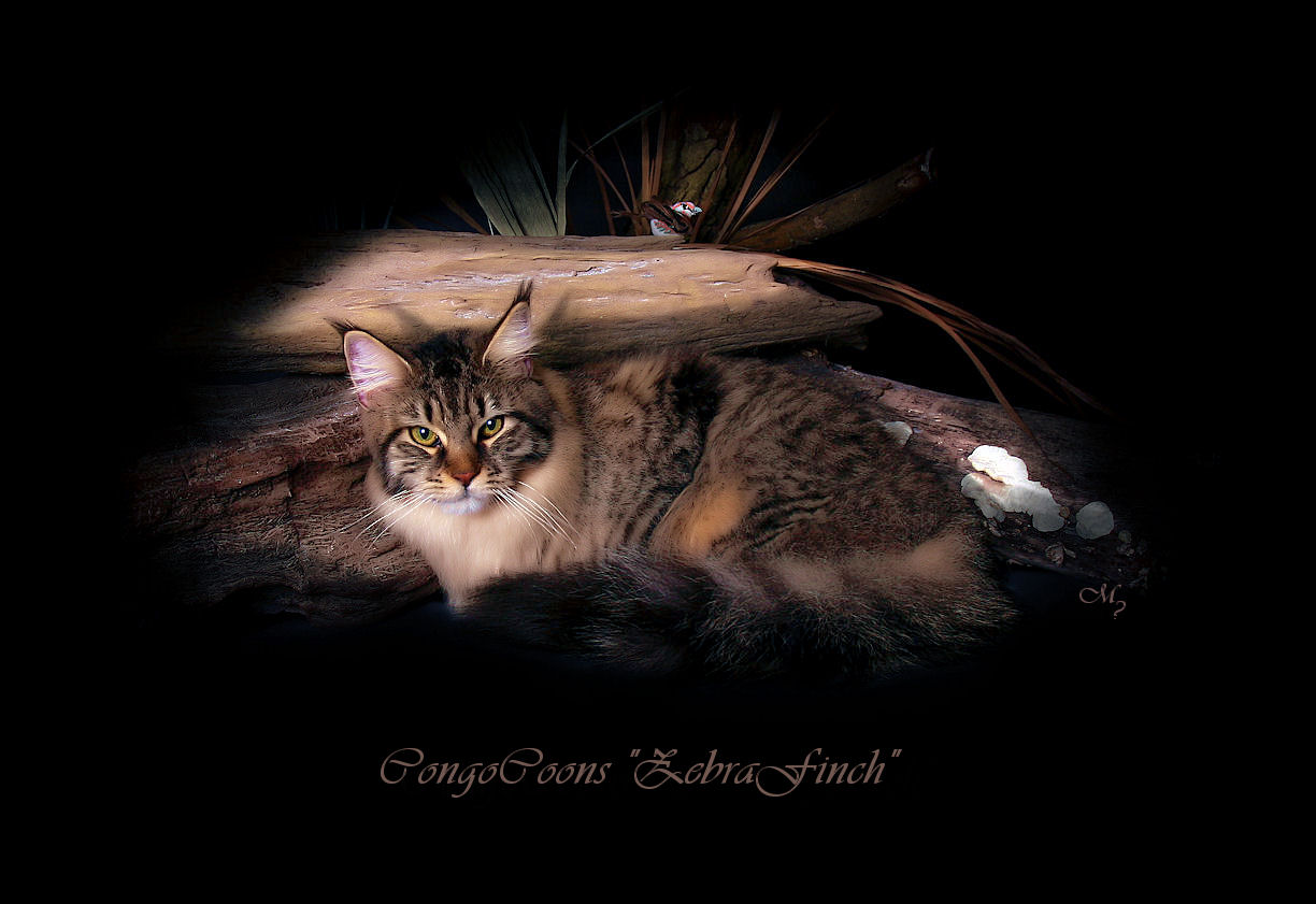 picture of a maine coon cat named finch