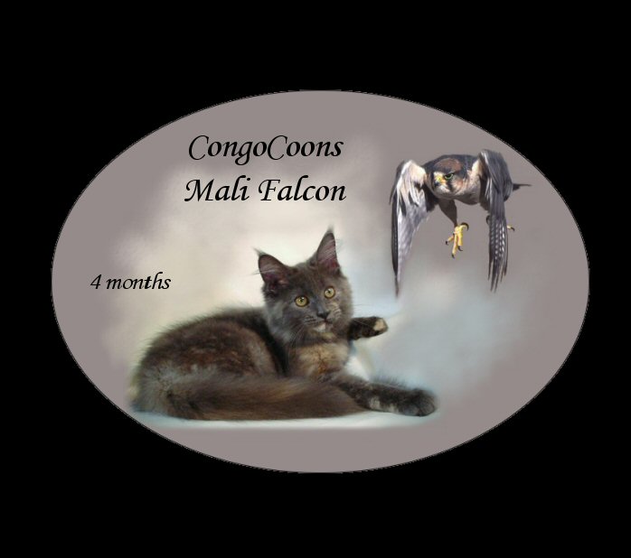 image of a maine coon cat named mali falcon