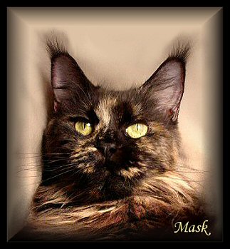 image of a tortoiseshell maine coon cat with a very strong muzzle