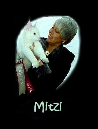 mitzi with champion white maine coon cat at a cat show