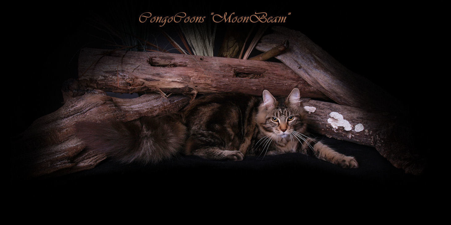image of a brown tabby maine coon cat