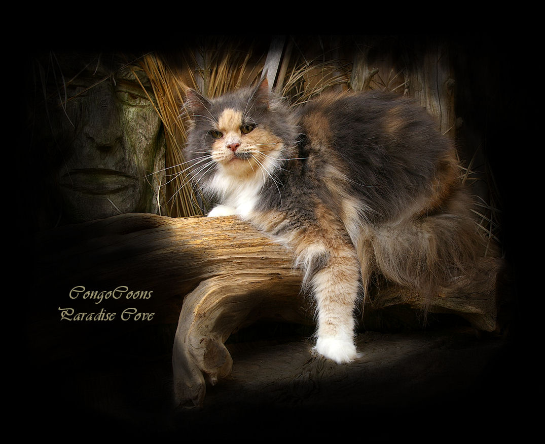image of a beautiful maine coon named cove