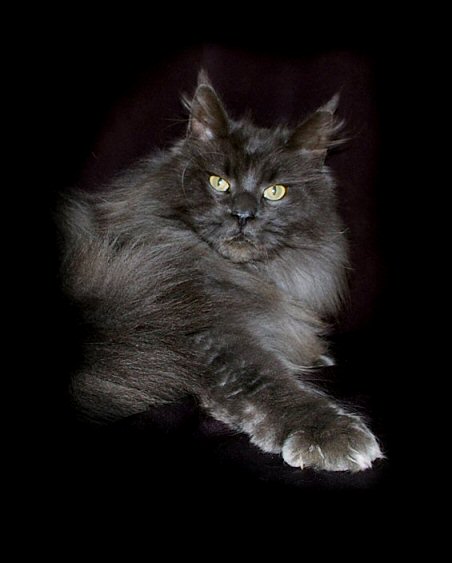 image of a Champion blue smoke maine coon cat