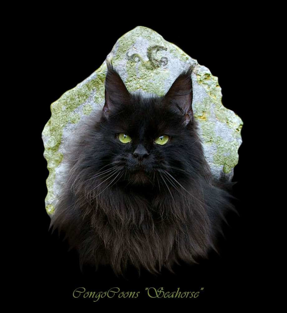 image of a black maine coon named seahorse with etched rock
