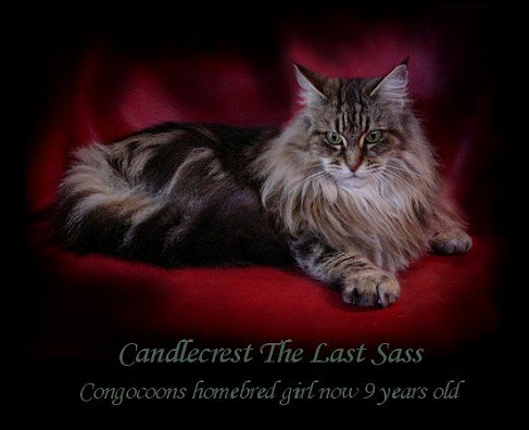 image of a maine coon cat now retired