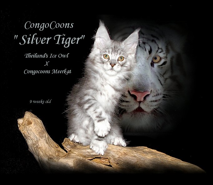 image of a silver stud cat names tiger
