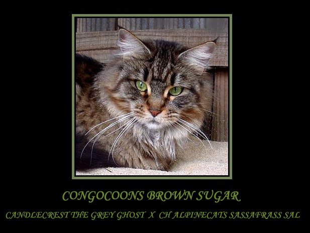 image of a maine coon named sugar