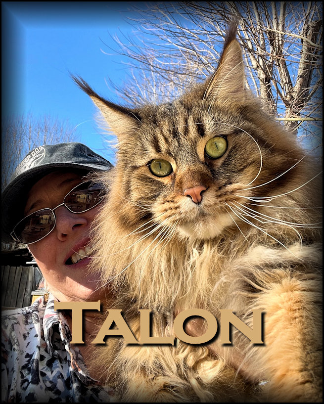 large maine coon brown tabby