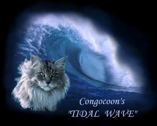 image of a congocoon maine coon cat