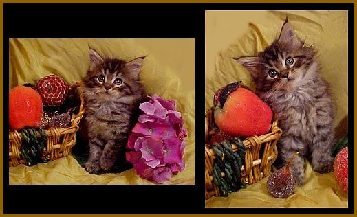 image of maine coon kittens with fruit