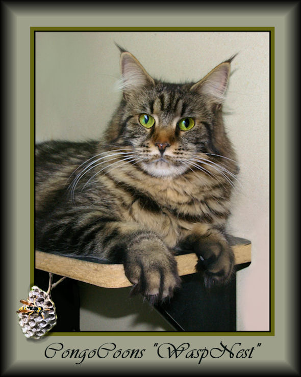 image of a brown tabby maine coon