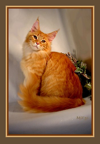 image of a red tabby maine coon in beautiful pose