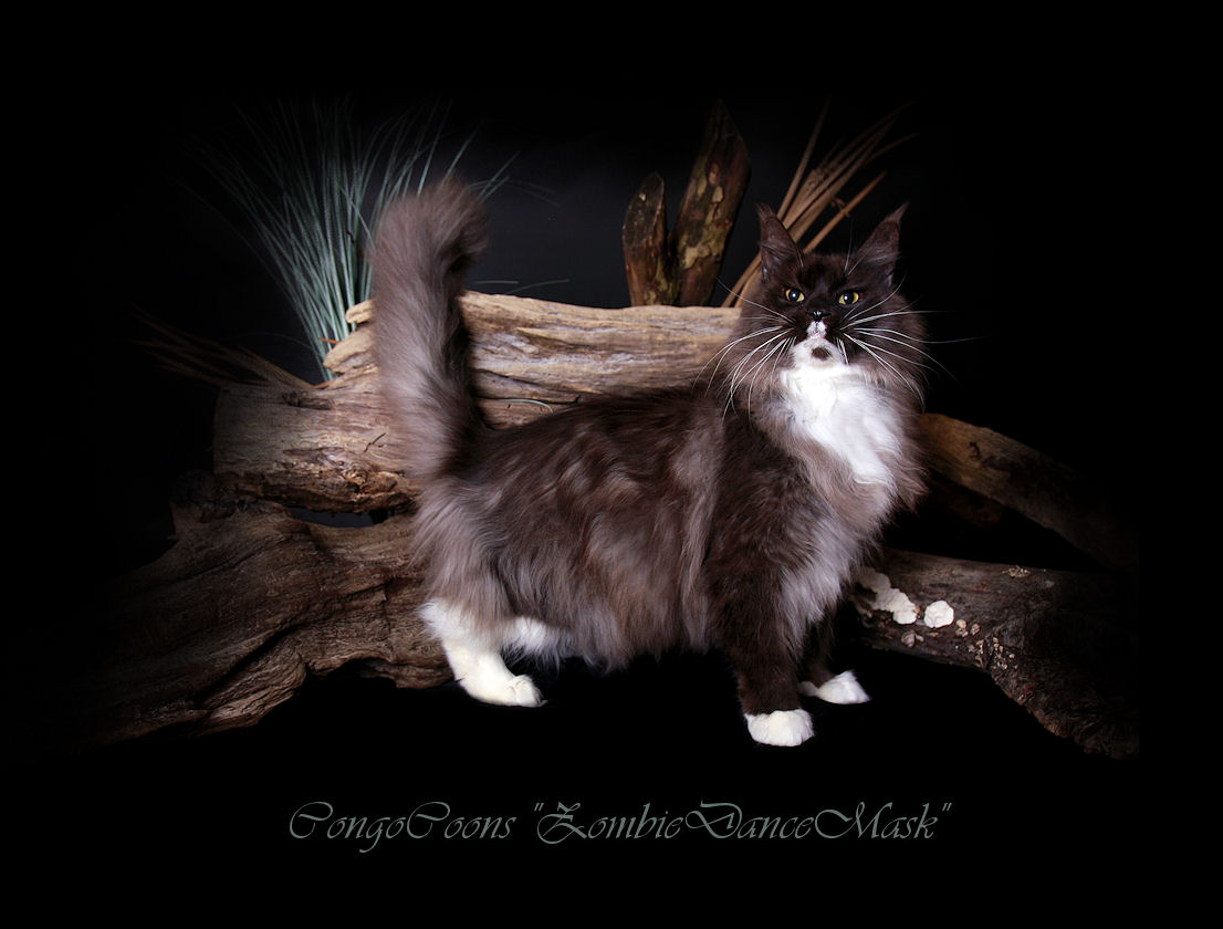 image of a black smoke maine coon cat with white trim