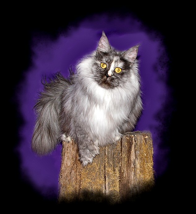 image of a maine coon cat named zulu