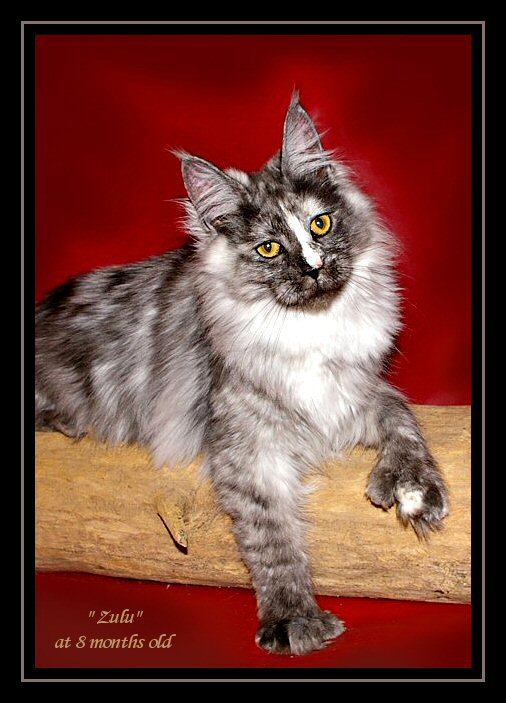 image of a cat named zulu